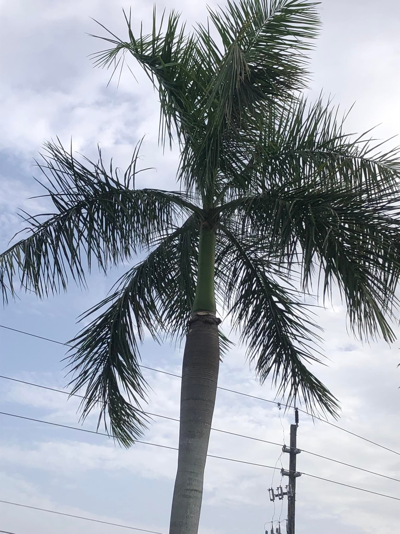 Miami Tree Service | Miami FL