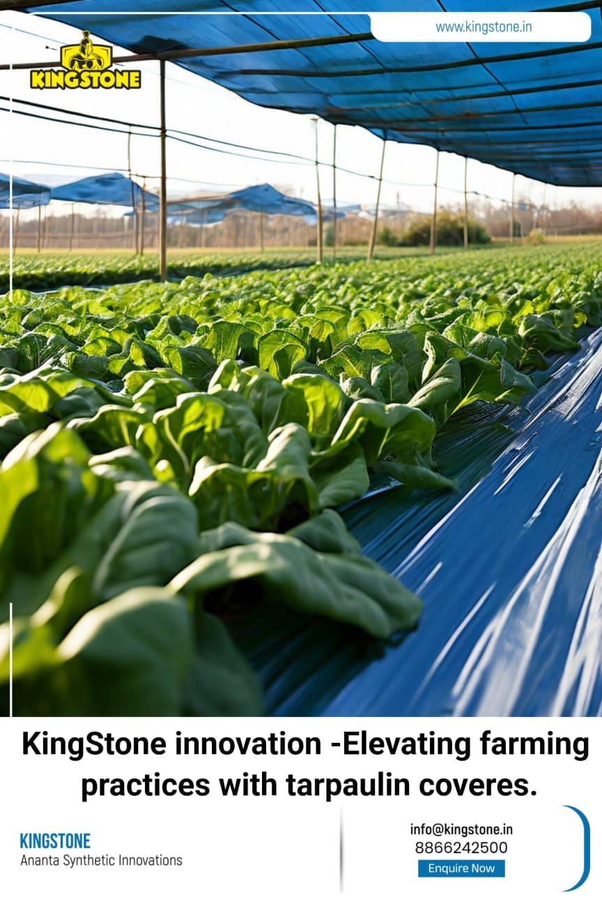 KingStone | Kadi