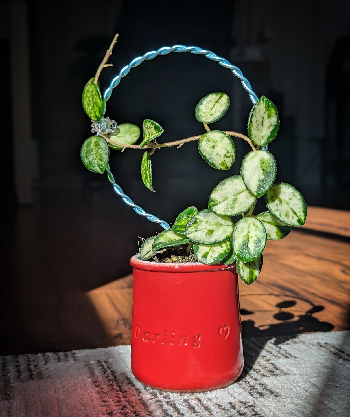 Hoya Mathilde Grey Fairy plant