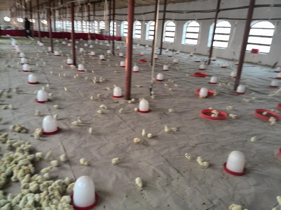 فارم های مرغداری برادران عظیمی Azimi Brothers's Chicken Farmlands ...