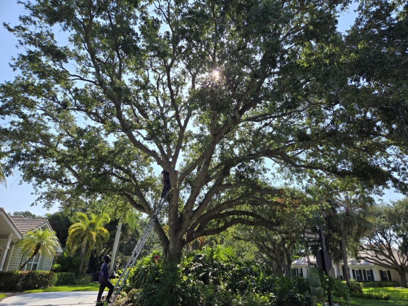 Treasure Coast Tree & Land Services | Vero Beach FL