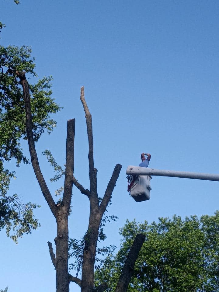 ProCare Tree services | Auburn Hills MI