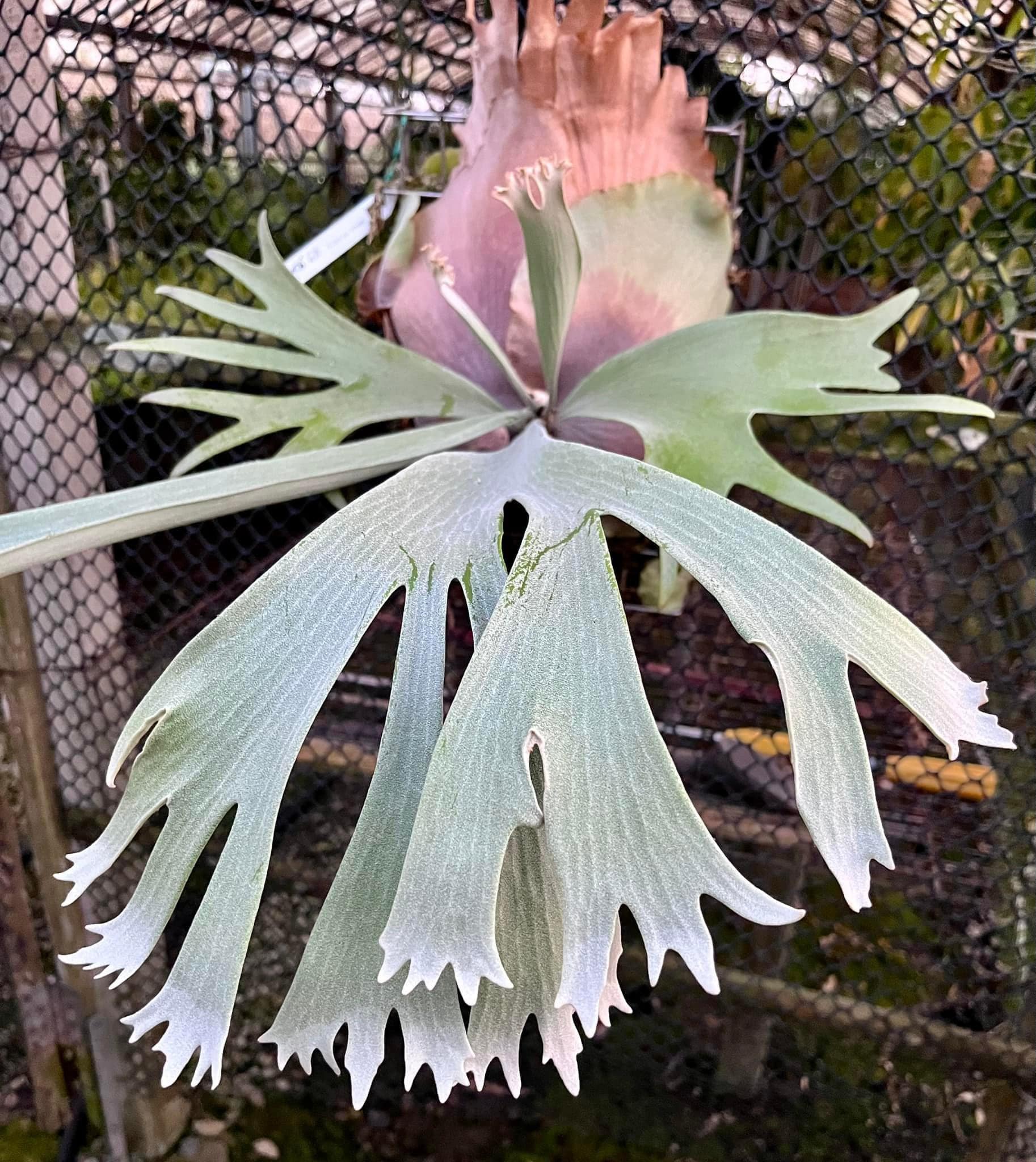 P.willinckii snow moon 雪月#poval #tuoyuanjue #platycerium