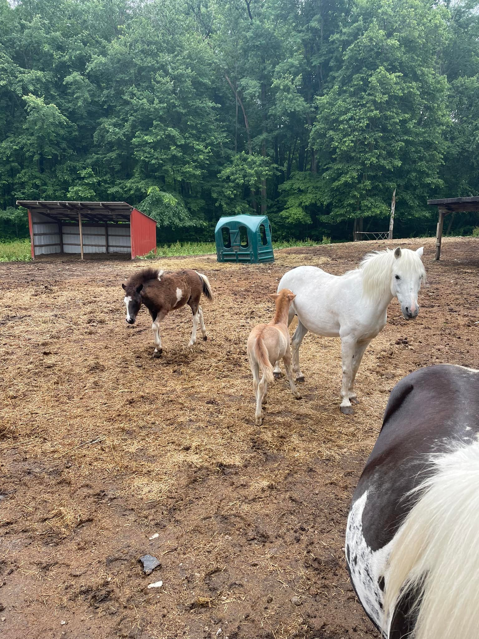 PONY TIME PONY RIDES Llc