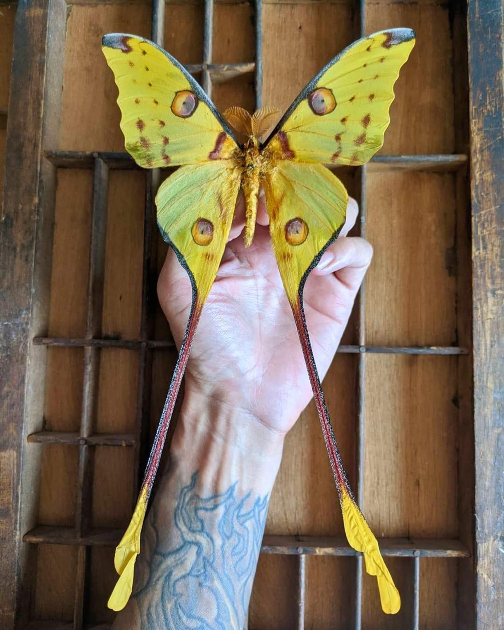 Earth - 🔥 This is the COMET MOTH — The Golden Beauty With a Tail Like ...