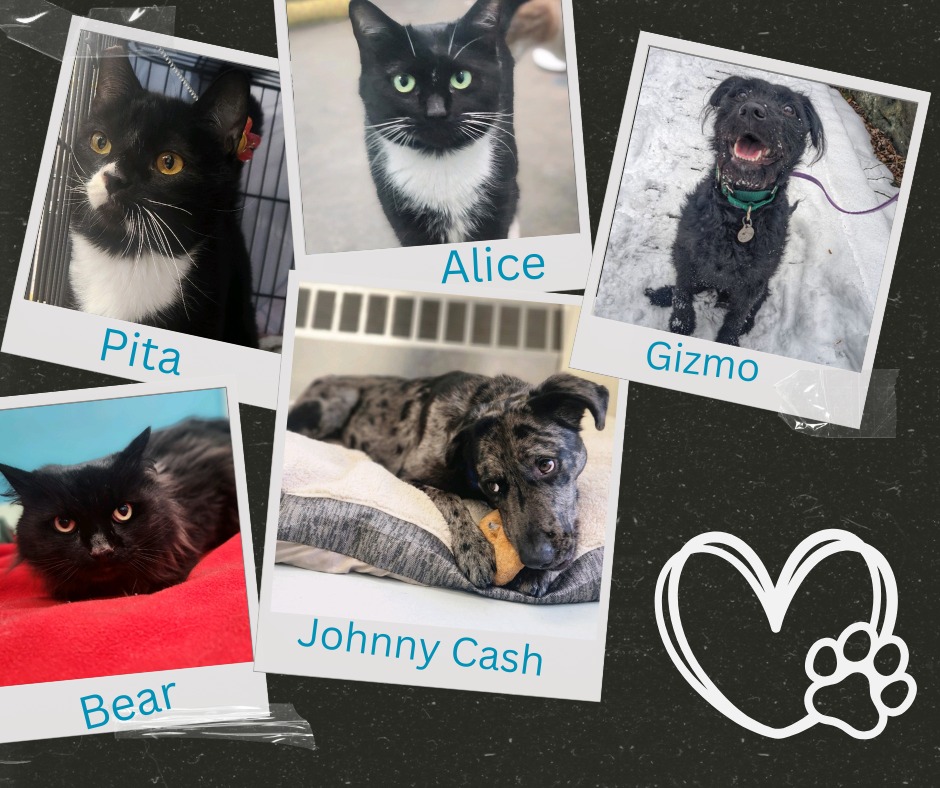 It’s time to shed some... - Rutland County Humane Society | Facebook