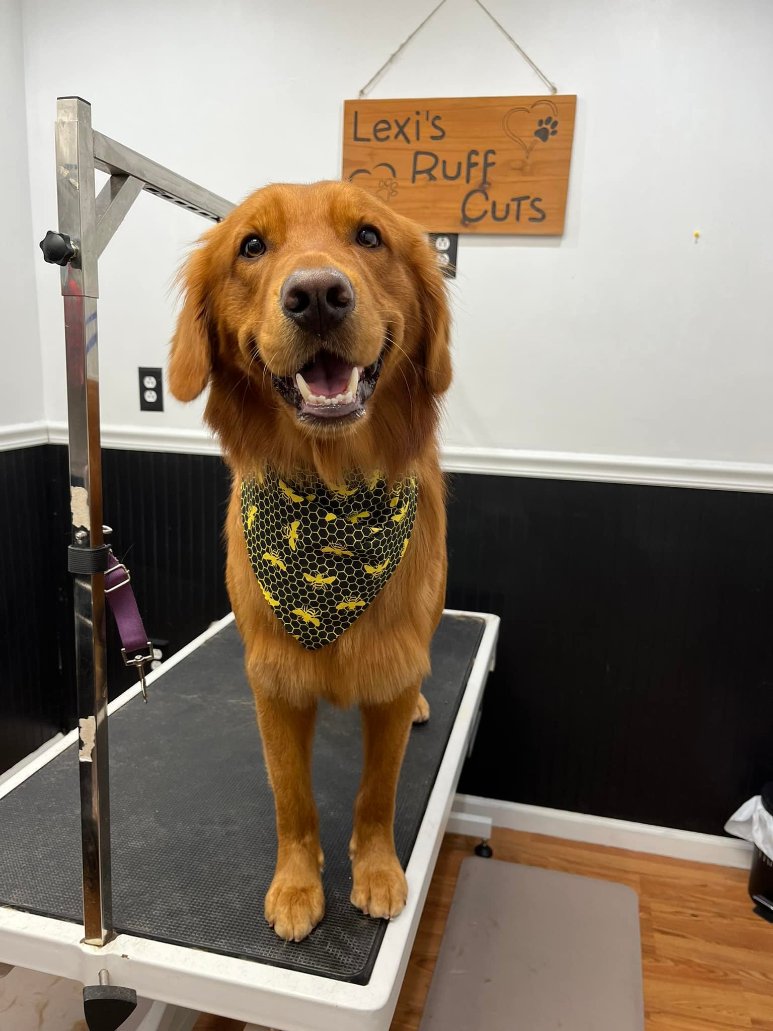 🐾 ️🐾 - Lexi's Ruff Cuts