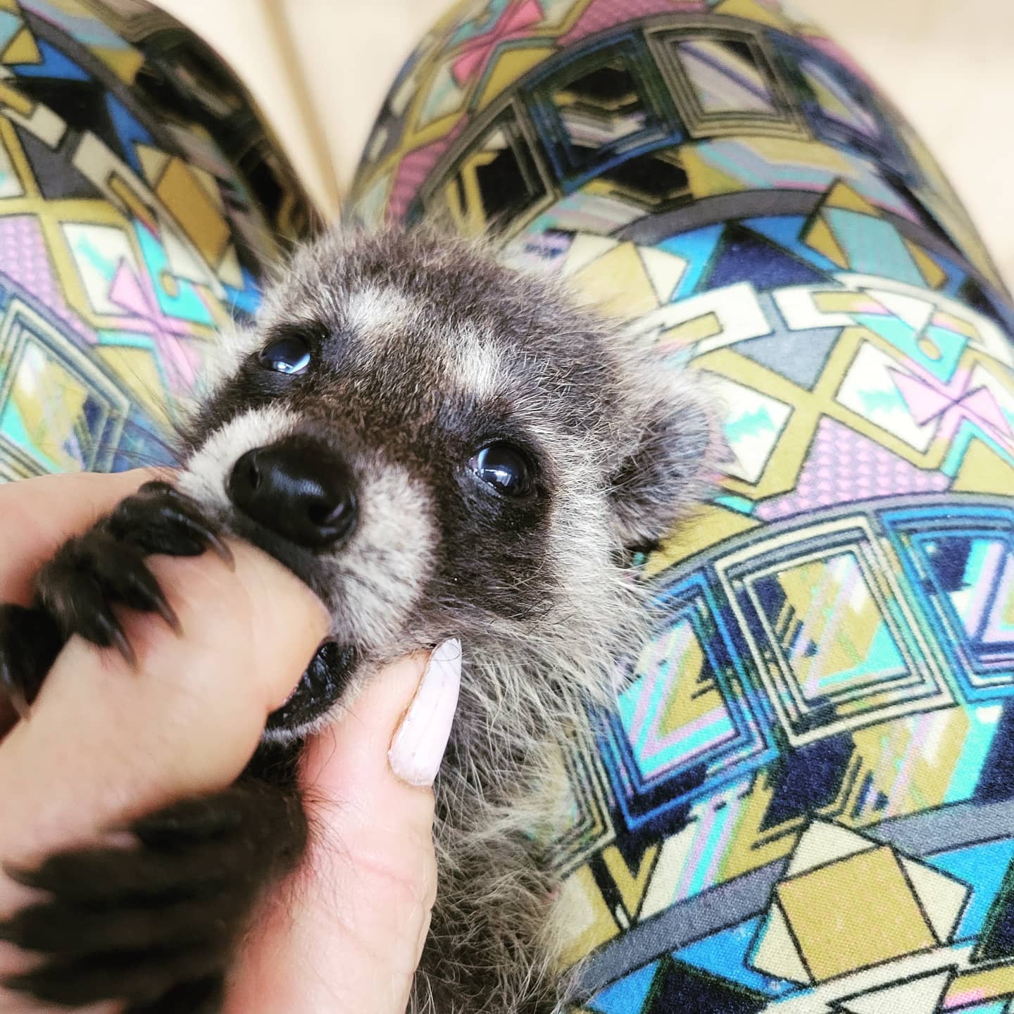 Little Bit Wildlife Rescue - Baby raccoon Ernie nursing on moms finger ...