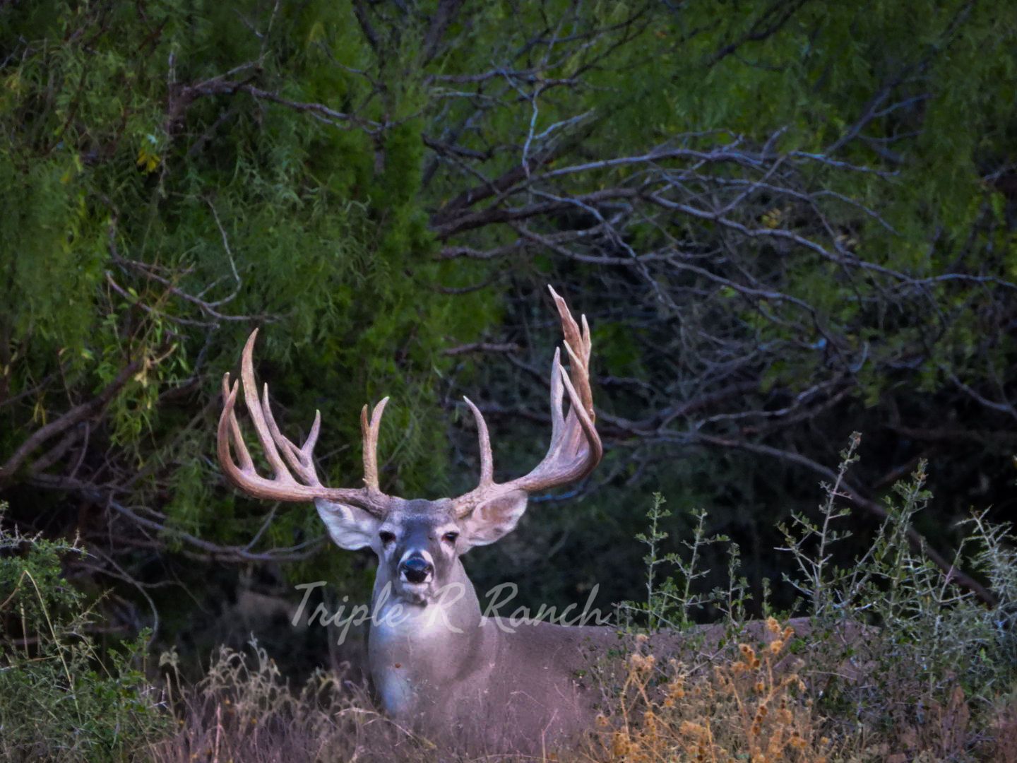 Triple - Does my neck make this rack look small? | Facebook