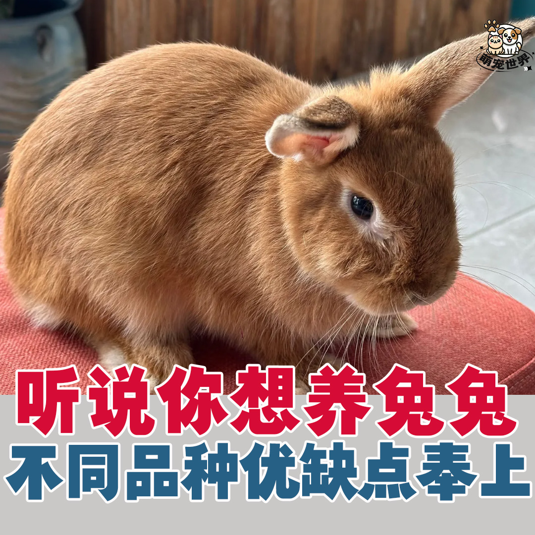 萌宠世界 - 每一种兔兔都有不同的优点 ，比毛绒玩偶更好rua！🐇... | Facebook
