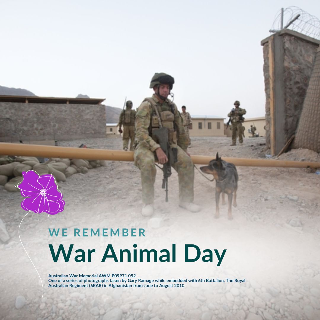 Families - At AWWNSW, we honour War Animal Day, recognising the ...