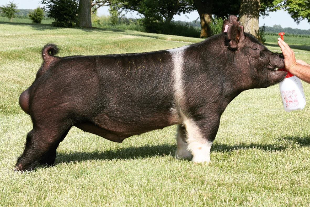 Scheer Farms Show Pigs added a... - Scheer Farms Show Pigs