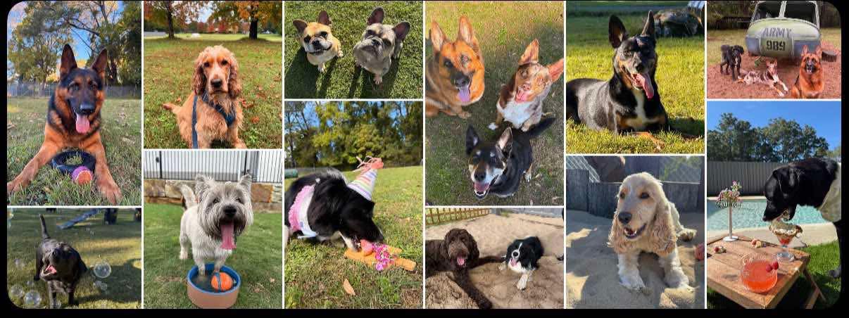 Rocky Ridge Pet Resort - Premium Dog Boarding Central Coast | Calga NSW