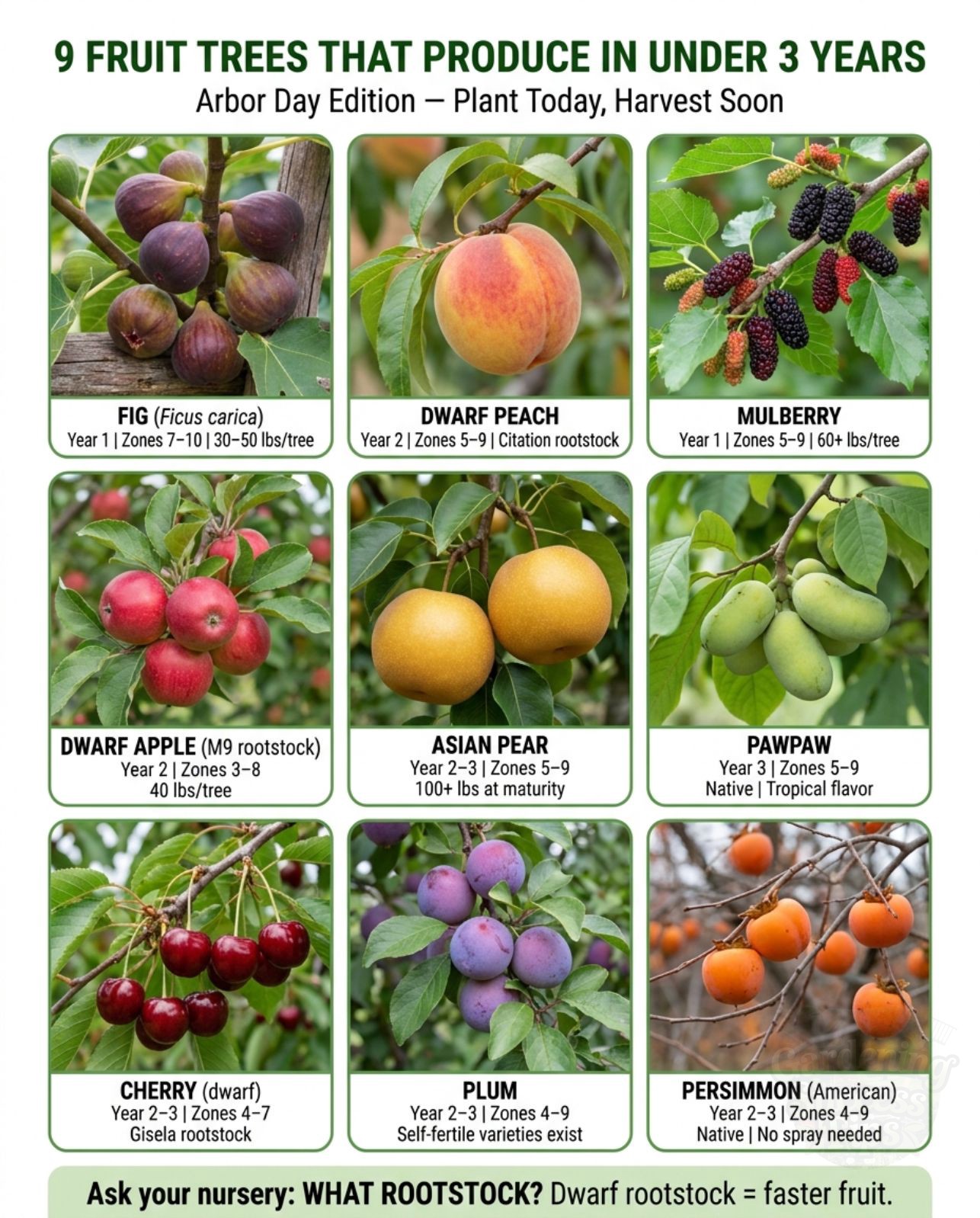 Fruit in one to three years. Not seven to ten. The difference is 