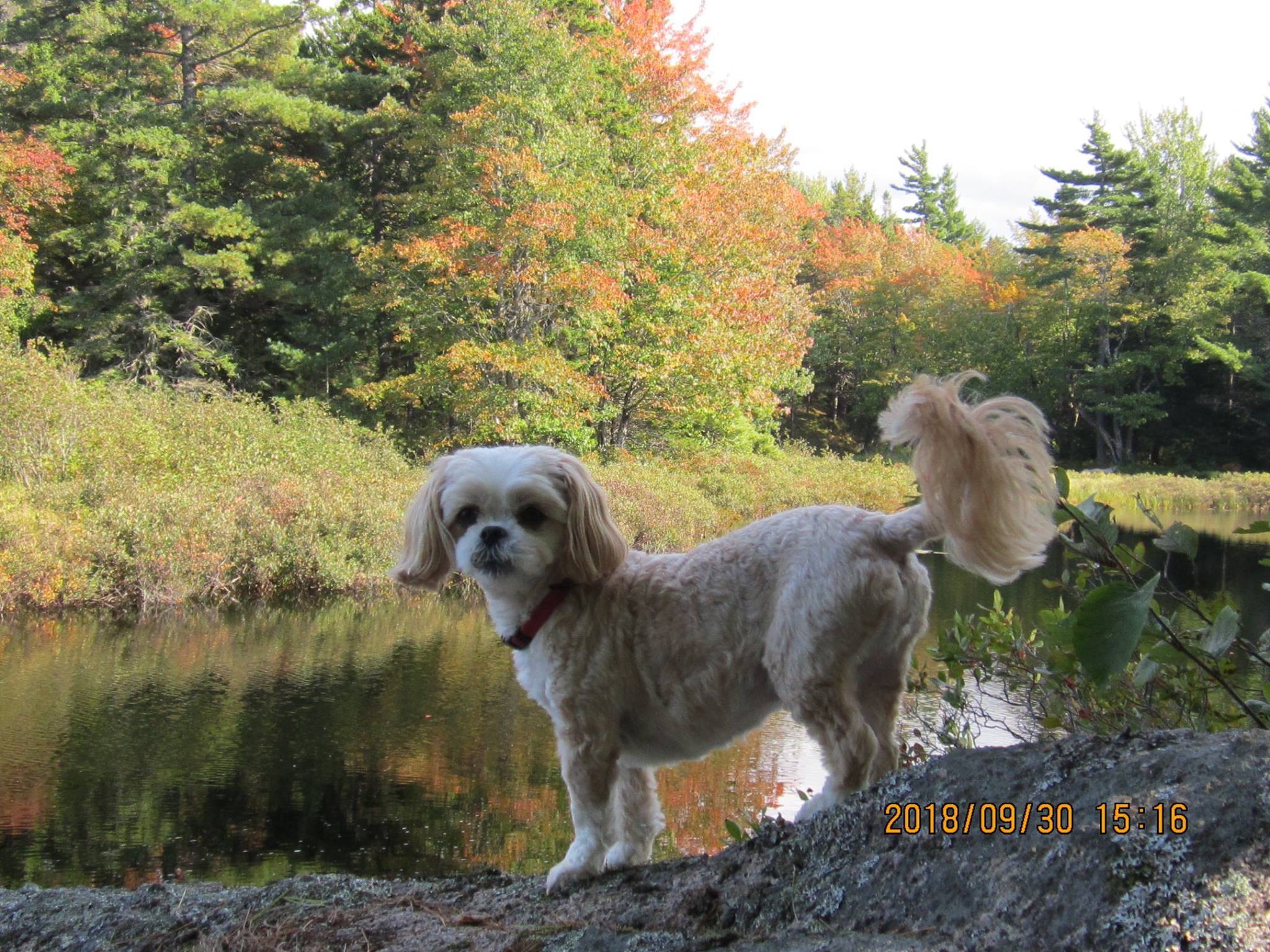 Cavapoo Lovers & Owners Group | Our cavapoo is 7 months and is now ...