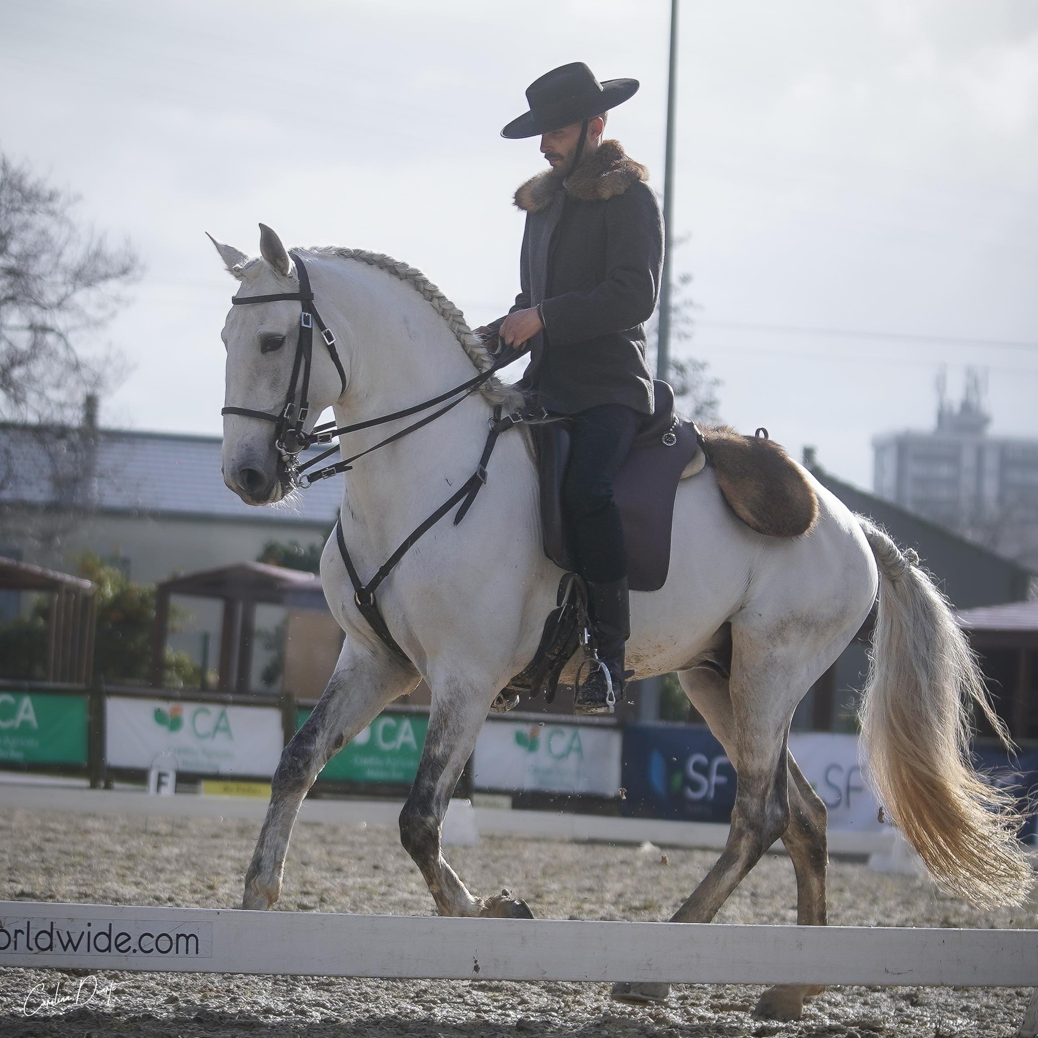 Work equitation prospect Now available #psl #lusitano #horse #stallion ...