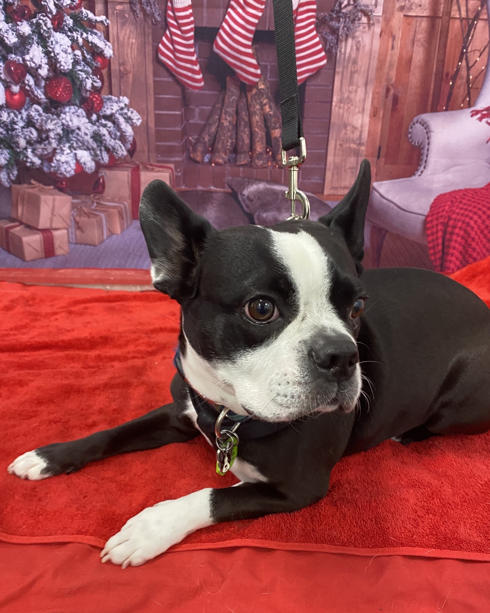 🌟 DIM's rising... - Dogs In Motion Canine Rehabilitation