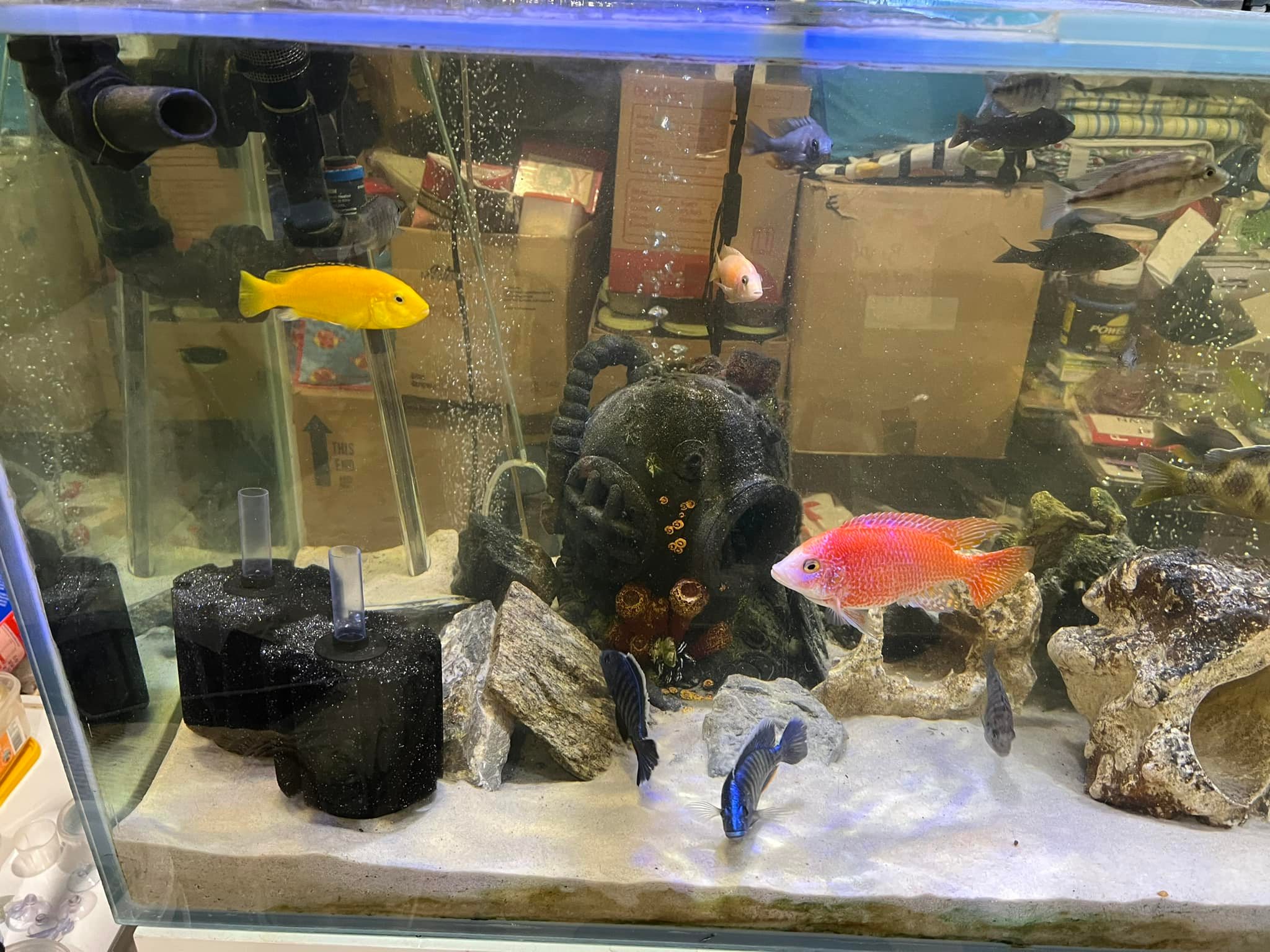 fish accessories shop near me for Marine Supplies  Pacific Edge Tackle Aquarium Tank Statue fits most aquarium sizes and doesnt take up much space Aquarium Equipment Aquarium Accessories Shop