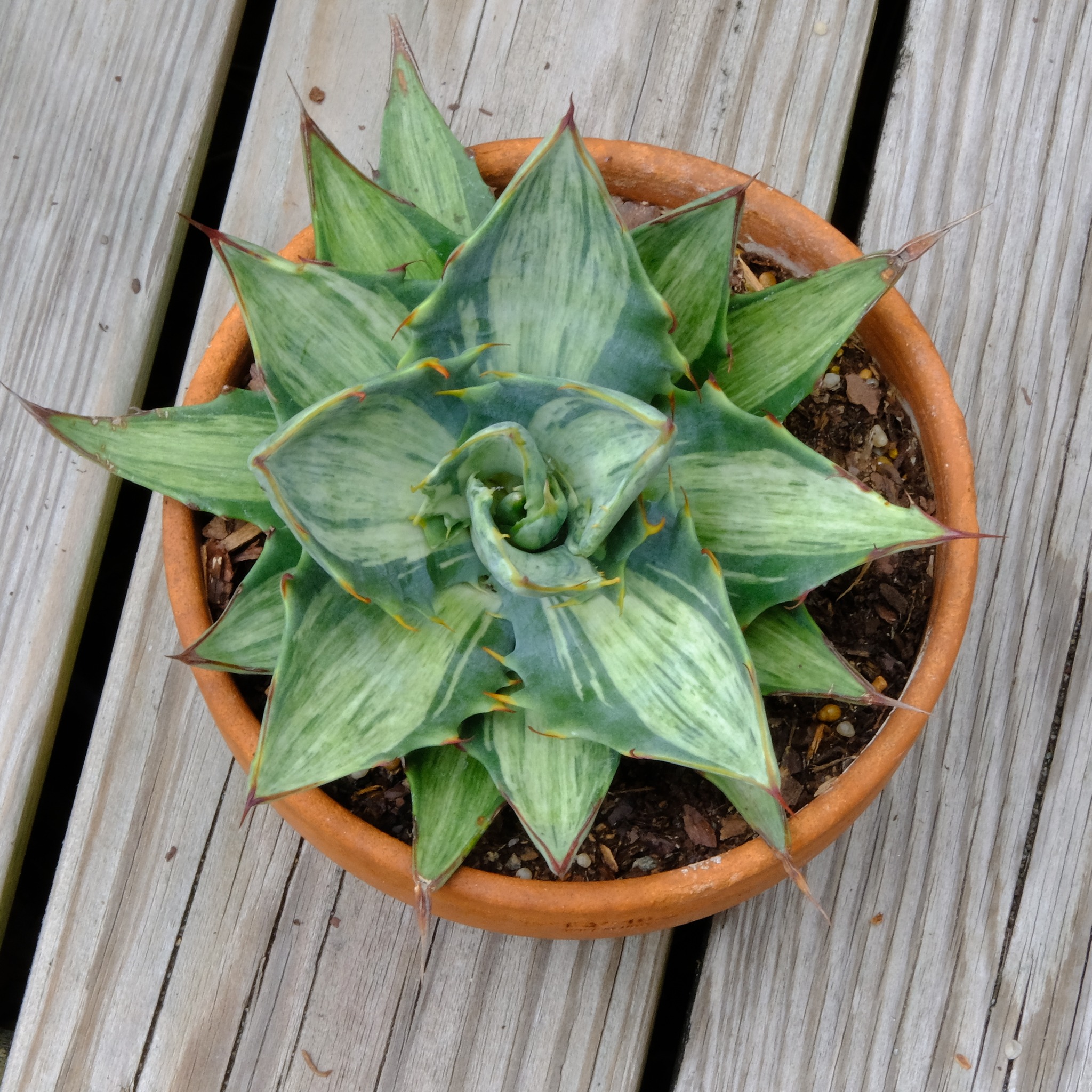 🌵 Agave 'Hardy Boyz' is our 2026 introduction of a tough, fast