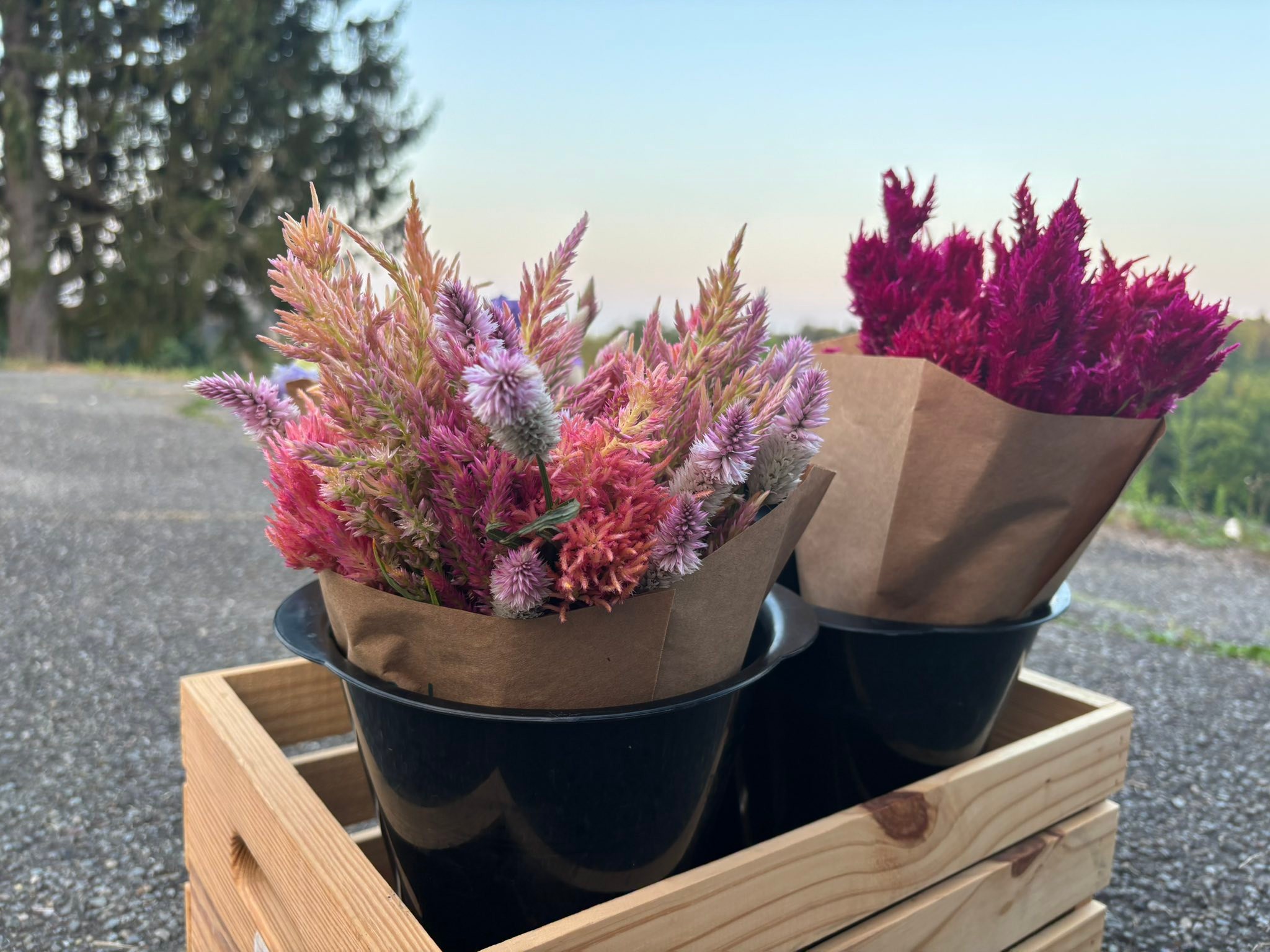 Harris Cut-Flower Ranch added a... - Harris Cut-Flower Ranch