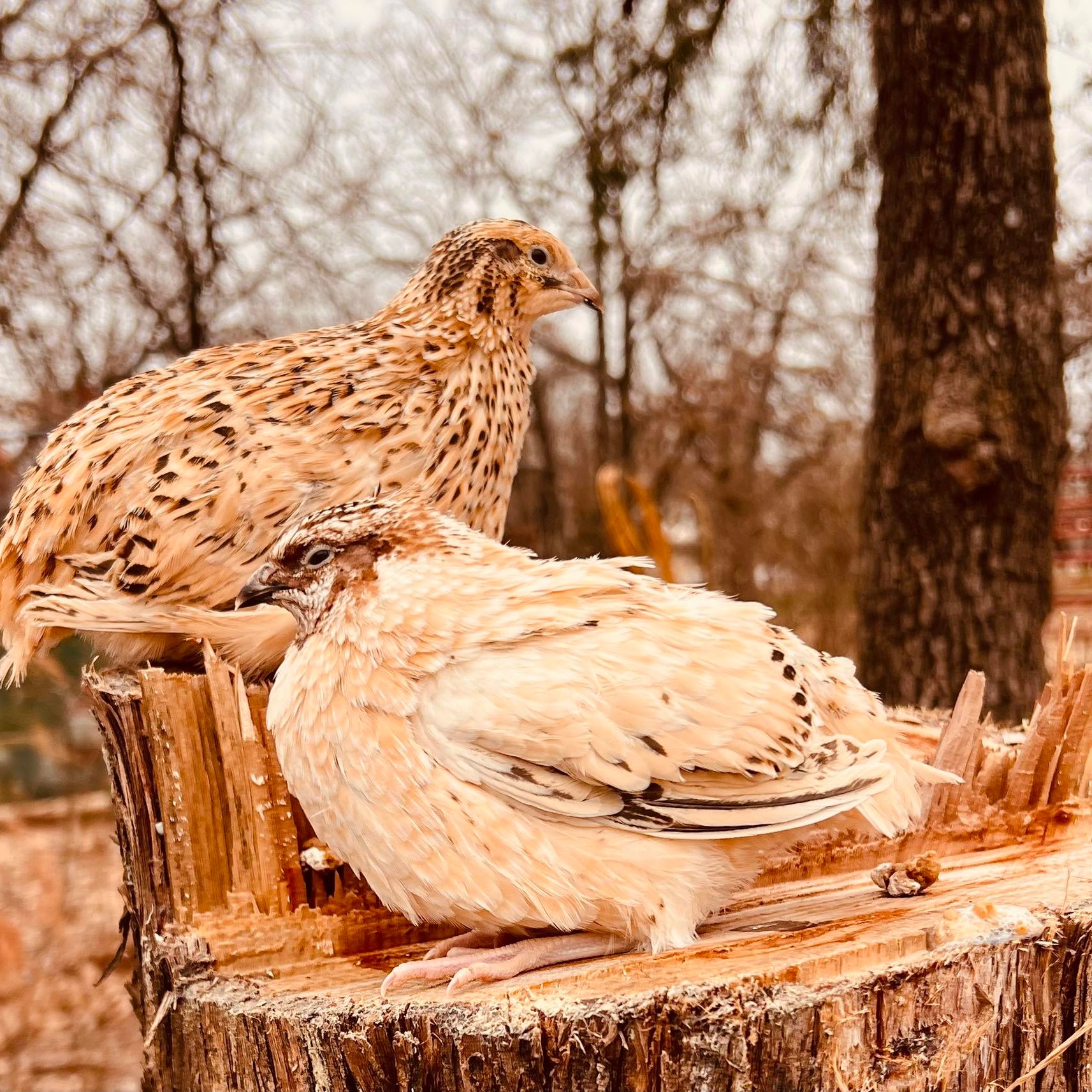 Timber Ridge Quail Farm, LLC | Alvord TX