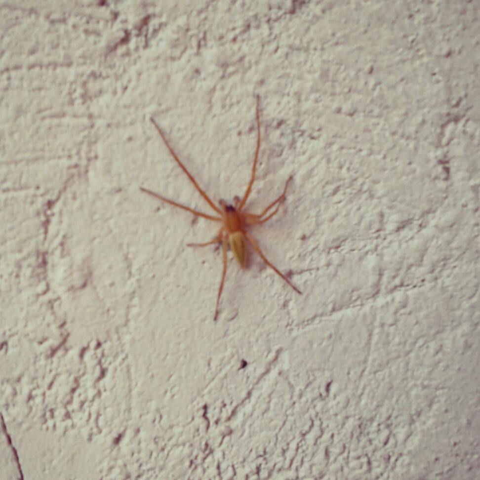 Naturaleza Extraordinaria A Nuestro Alcance - araña 