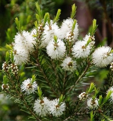 Flor - 🌻MELALEUCA ALTERNIFOLIA🌻 Conhecida por melaleuca, árvore do chá ...