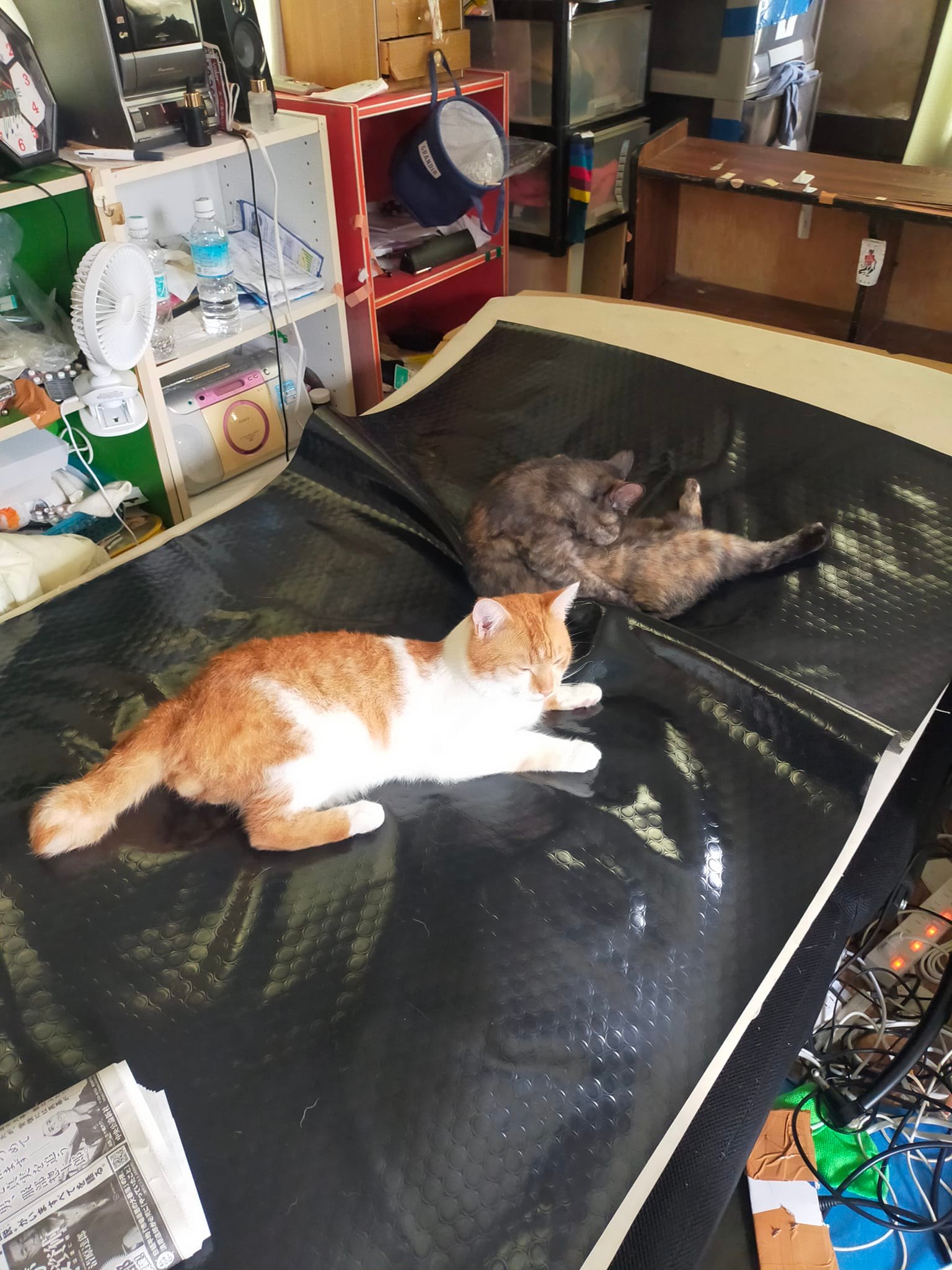 野良猫 戻っ て くる