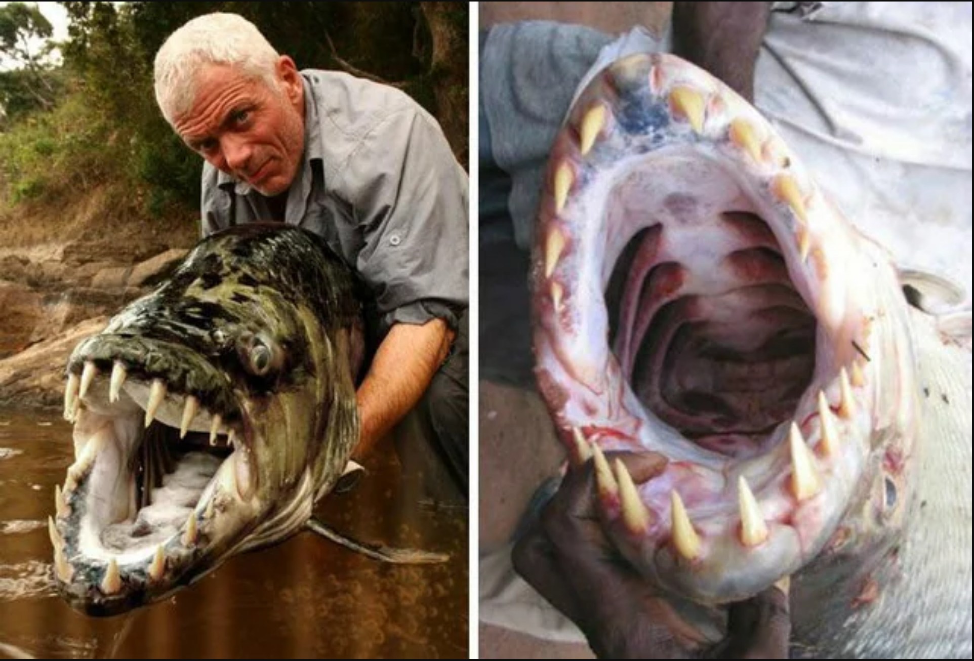 Ancient - River Monsters ran from 2009 to 2017, becoming one of the ...