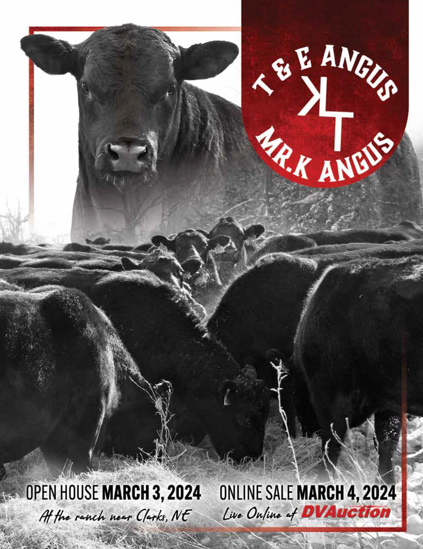 Mr. K Angus • T&E Angus