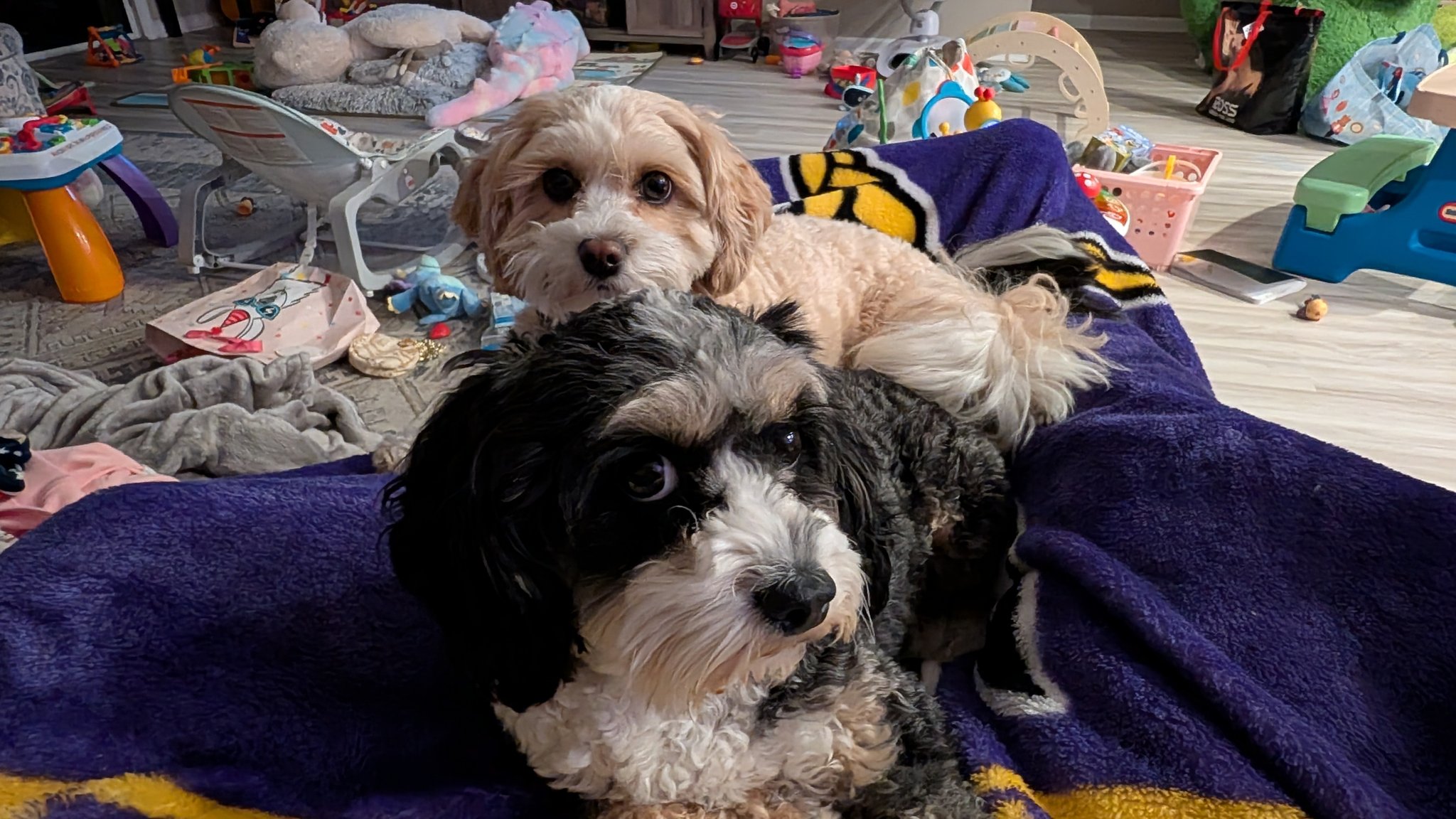 Cavapoo Puppies - The cuddle committee has officially... | Facebook