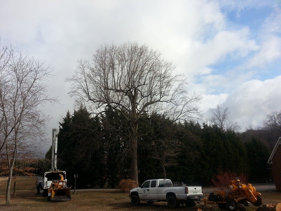 Ellason Tree Service | Simpsonville SC