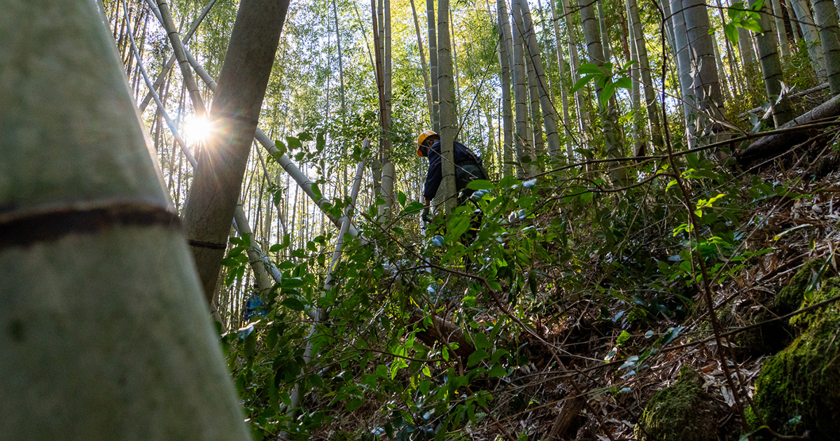 LEXUS - 【Bamboo(竹)を活用したクルマづくり】 次世代バッテリーEVコンセプトモデル「LF-ZC」と「LF-ZL」で、サスティナ ...