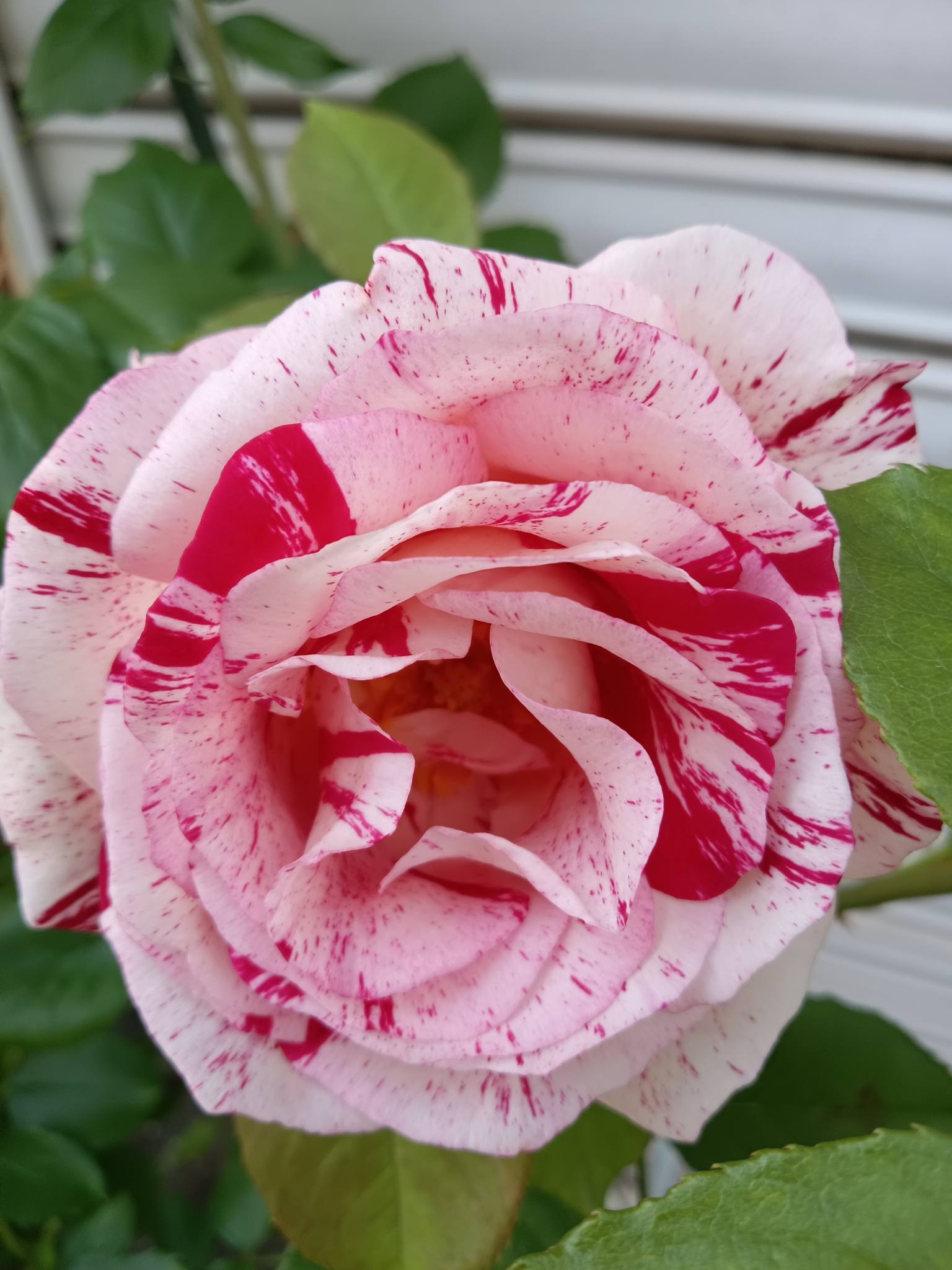 ???️??????? ??薔薇?? 品種・センチメンタル…?? 紅白 