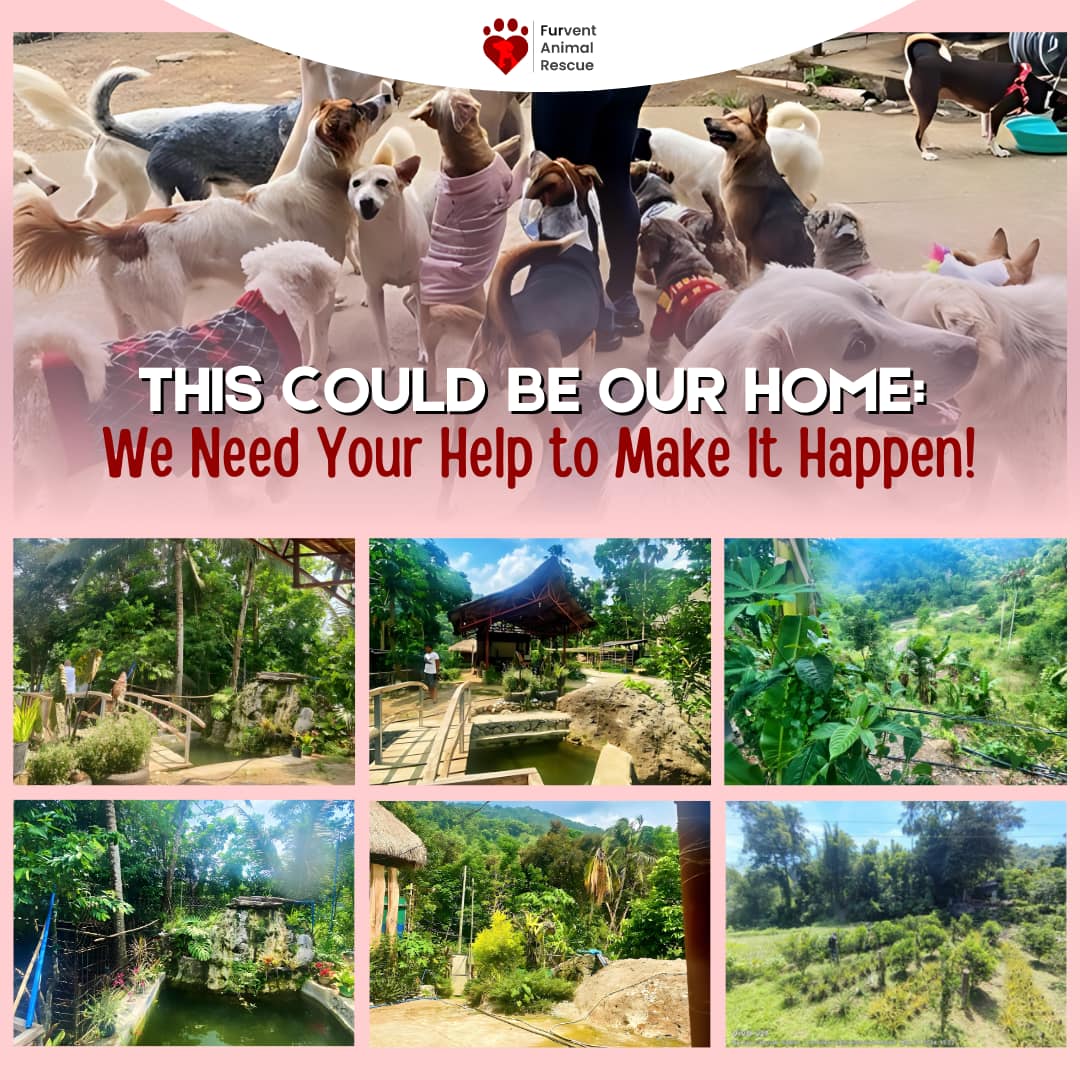 WE NEED URGENT HELP... - Furvent Animal Rescue and Advocacy | Facebook