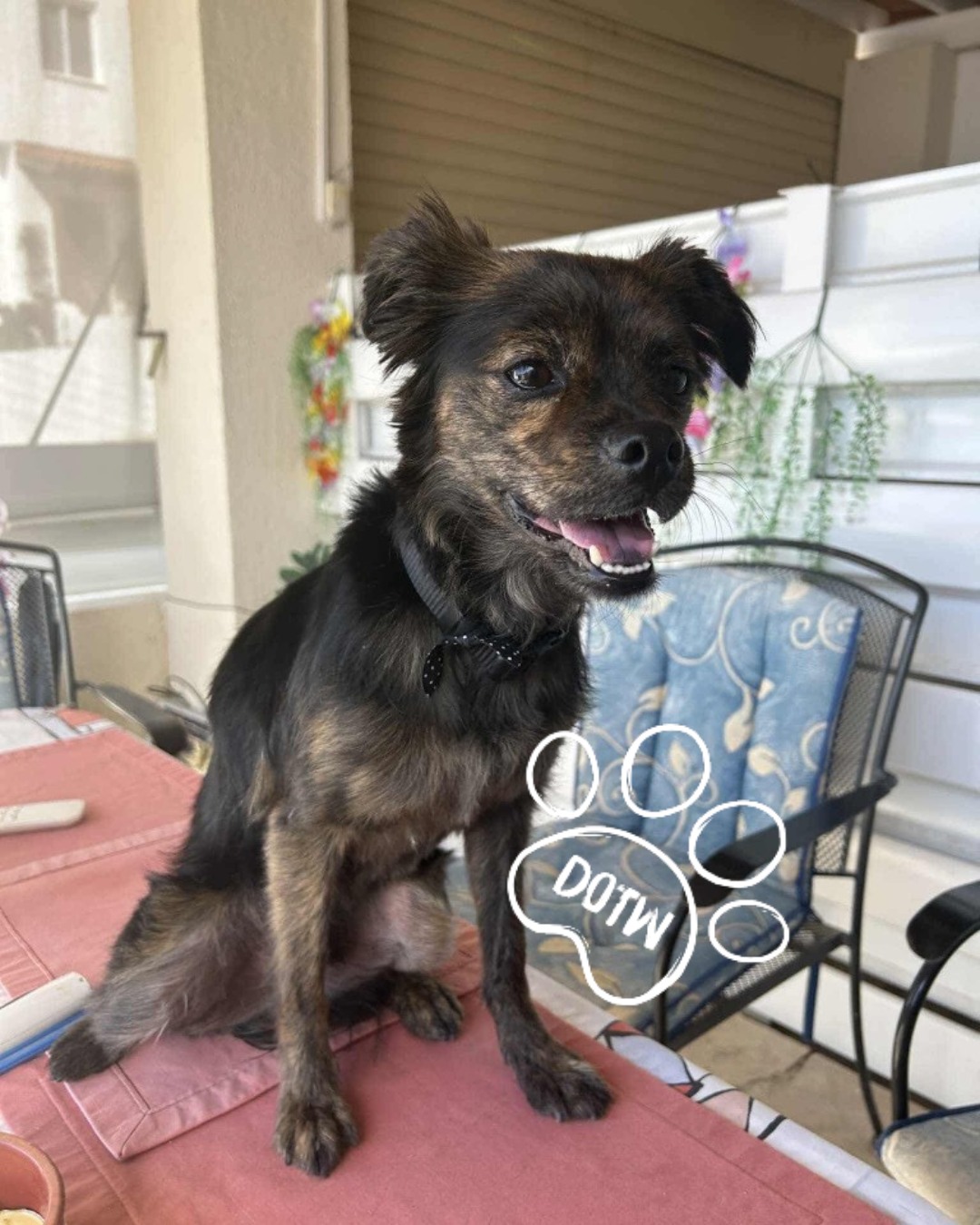 Only Rescues UK - 🐾💖 ADOPT JOCK 🐾💖 Jock is a 4-year-old... | Facebook