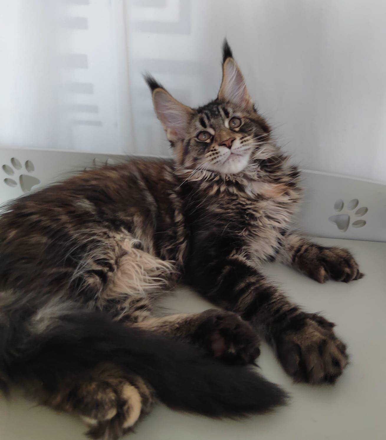 White Sand Maine Coons