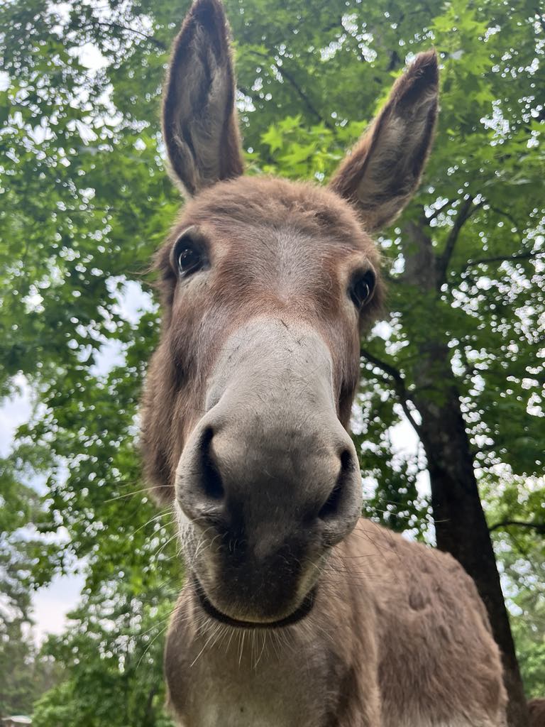 Fall Friday Animal Encounter Farm Tours
