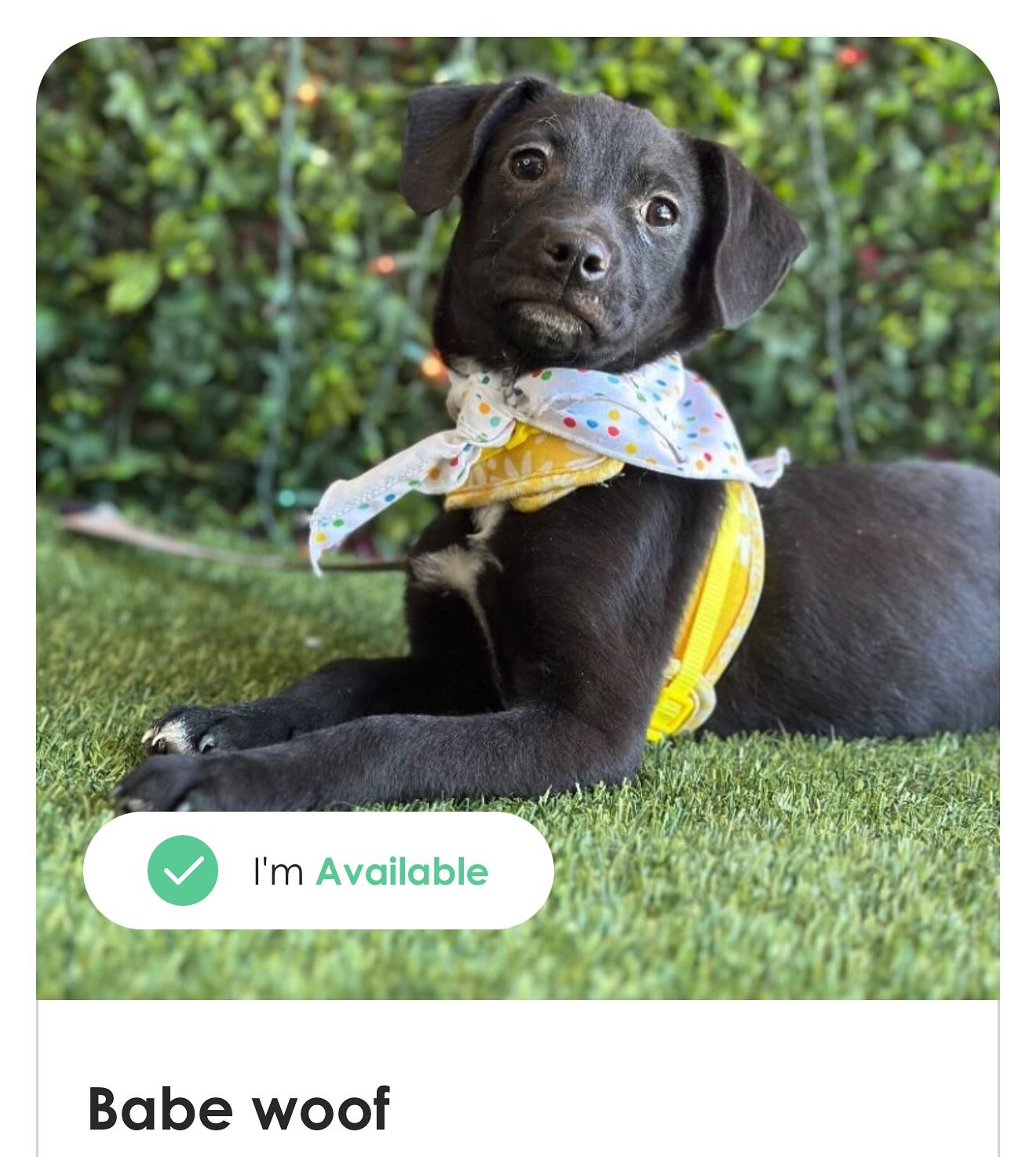 Coming to our adoption events Daly... - Amazing Dogs Rescue | Facebook