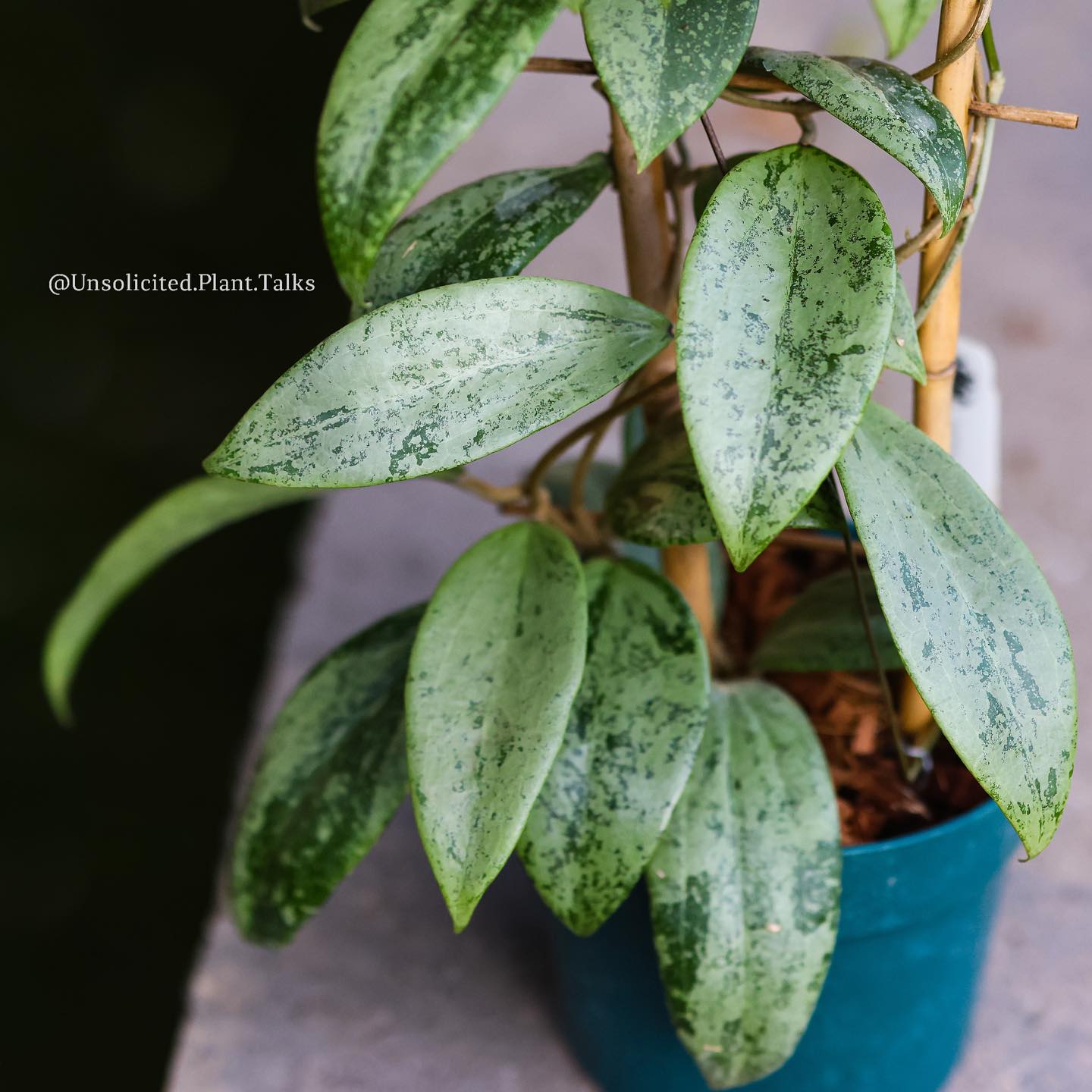 Hoya sp. Chiang Dao silver plant with unique leaves and flowers