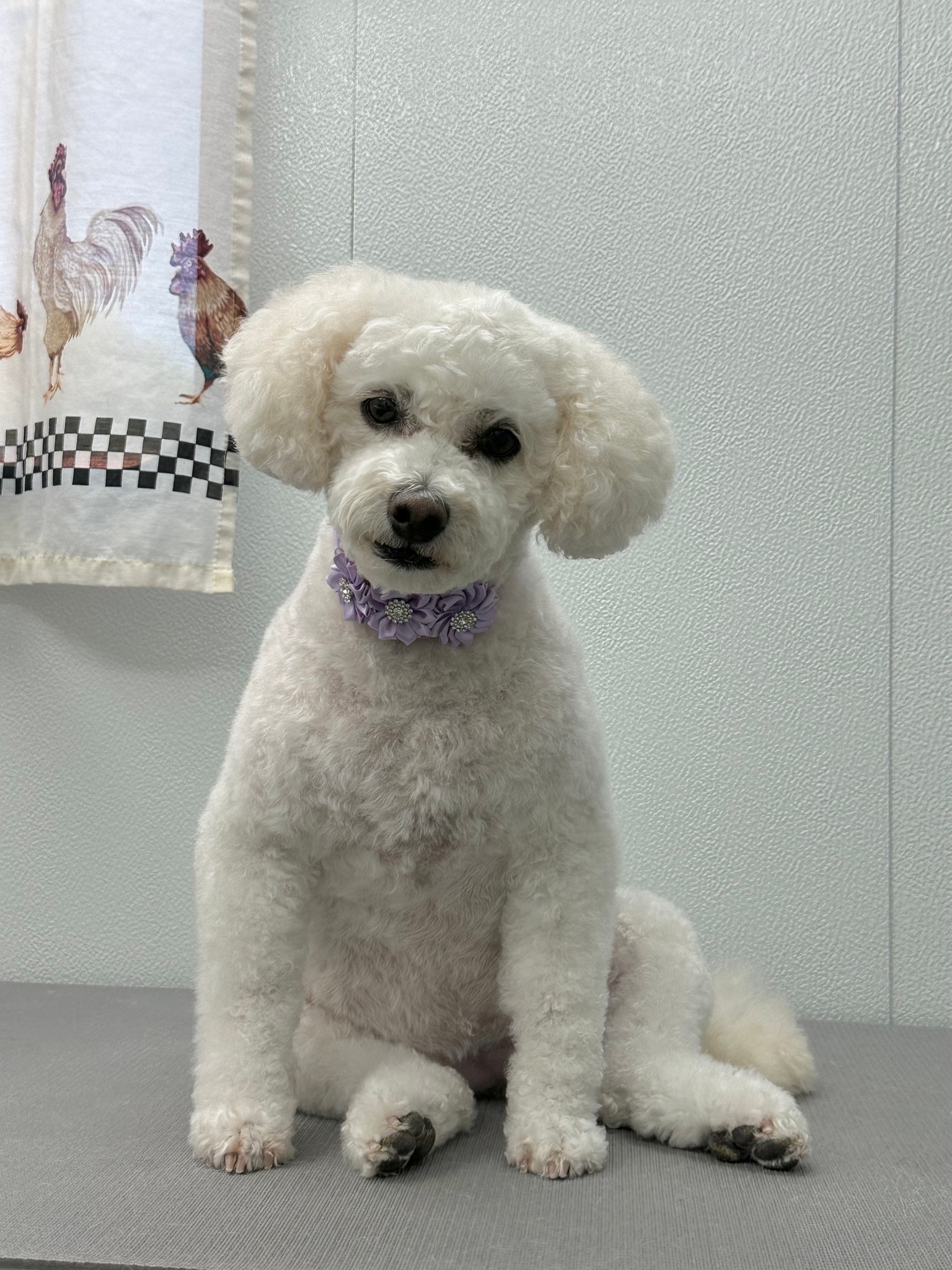Wild West Sheepadoodles- Phoenix, Arizona | Phoenix AZ