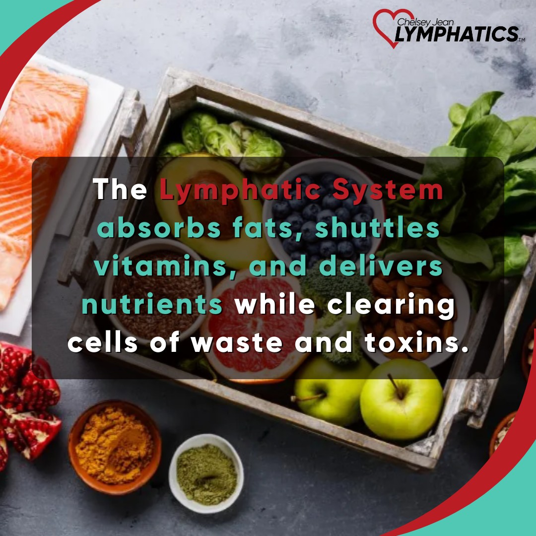 The lymphatic system... - Chelsey Jean - Lymphatics