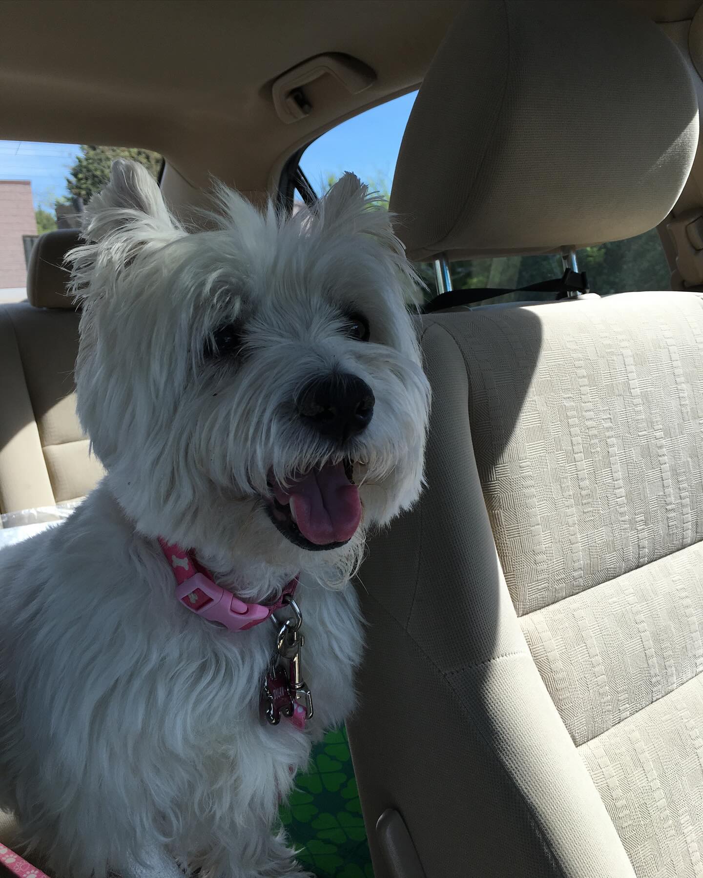 The Wright - Our beloved Westie, Dylan Wright passed away last night ...