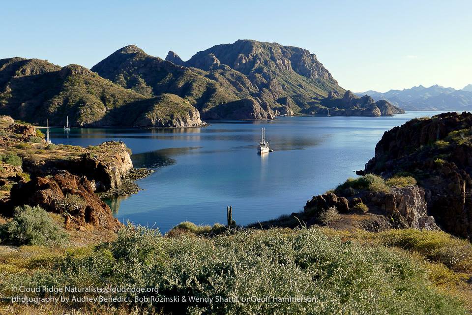Cloud Ridge Naturalists - Conservation In Focus (1): A Voyage to Baja ...