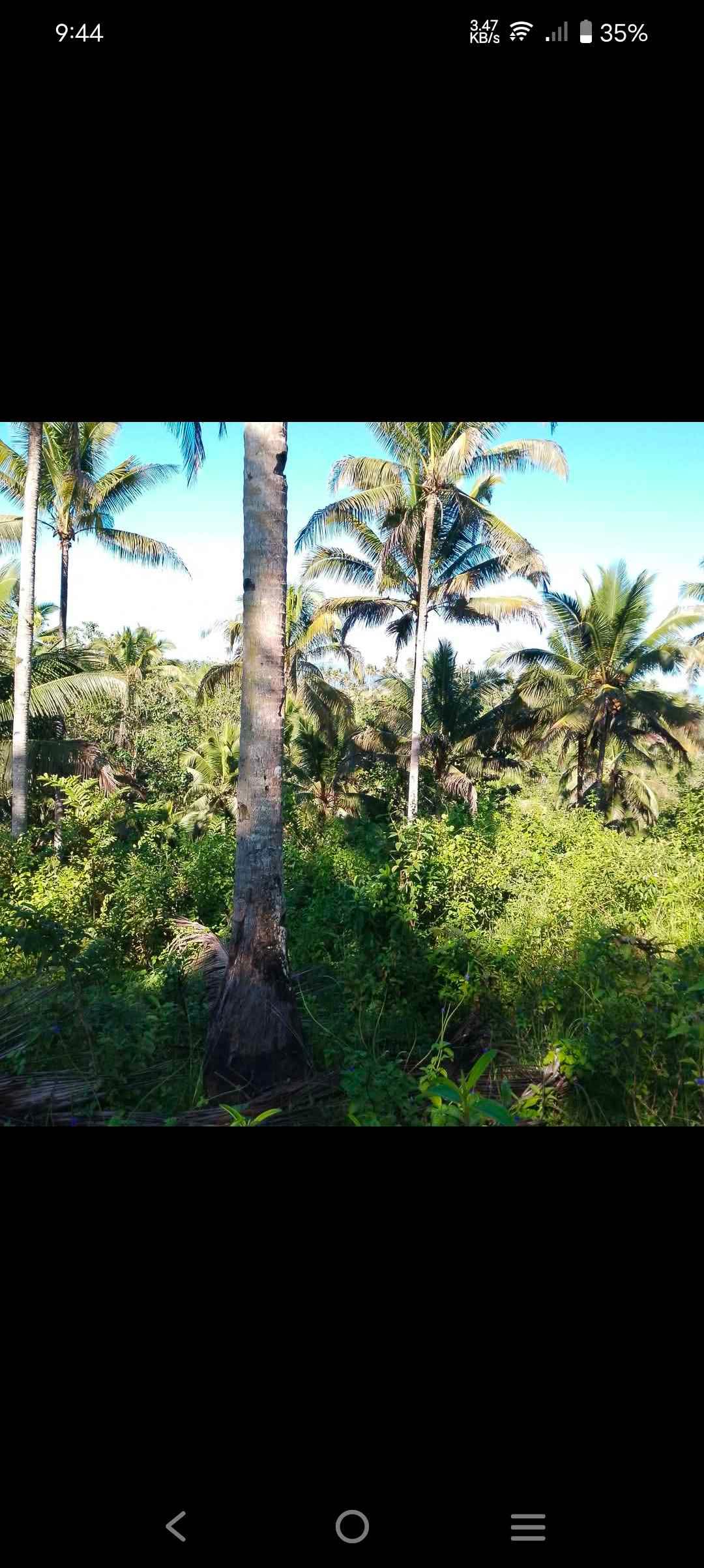4.2ektarya kalubi an Titulado Puno lubi - Property For Sale - Ramon ...