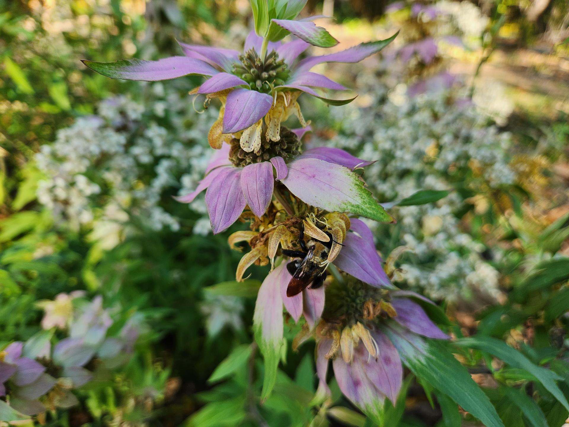 Native Plants for... - Native Plants for Cape Cod Gardens