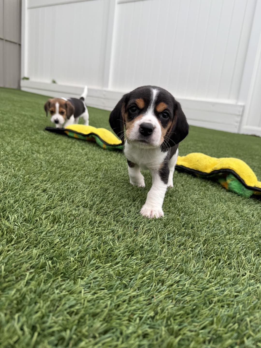 Premier Ranch AKC Beagles... - Premier Ranch AKC Beagles