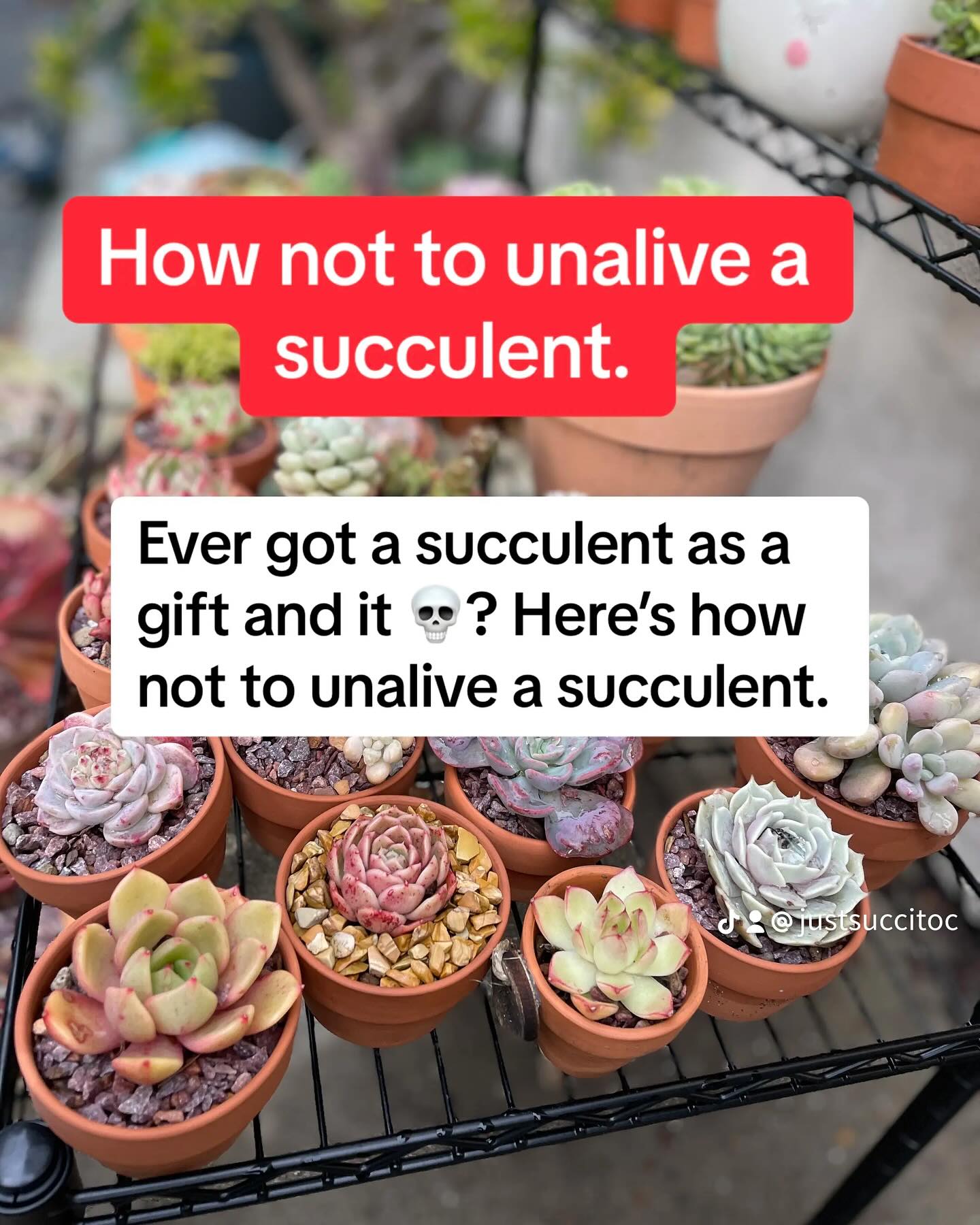 Just Succ It