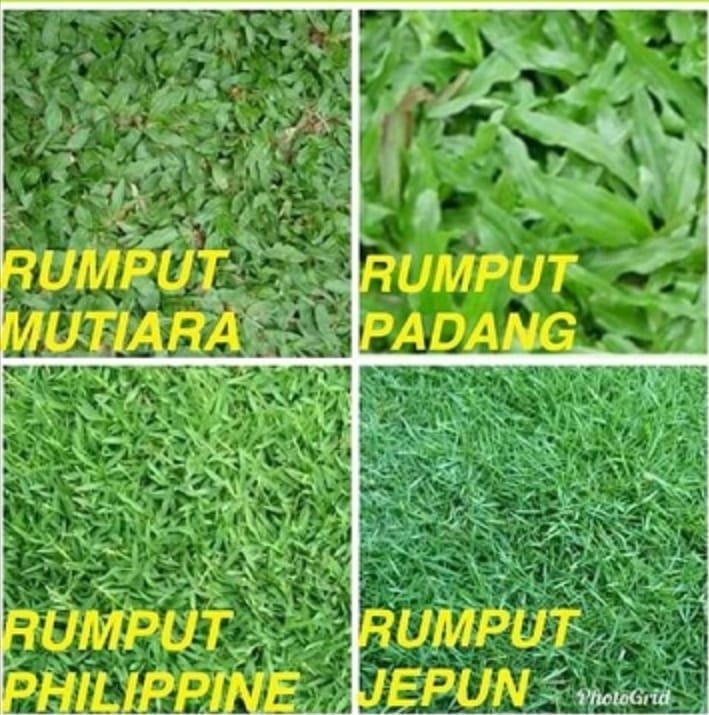 Our tree... - Tebang Pokok, Tanam Rumput dan Potong Rumput | Facebook