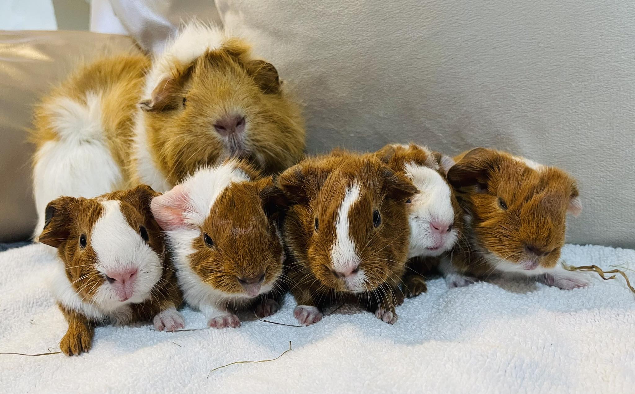 Photo inspiration: Brand New Babies Arrived Abyssinian Guinea Pigs Sydney Photo Inspiration
